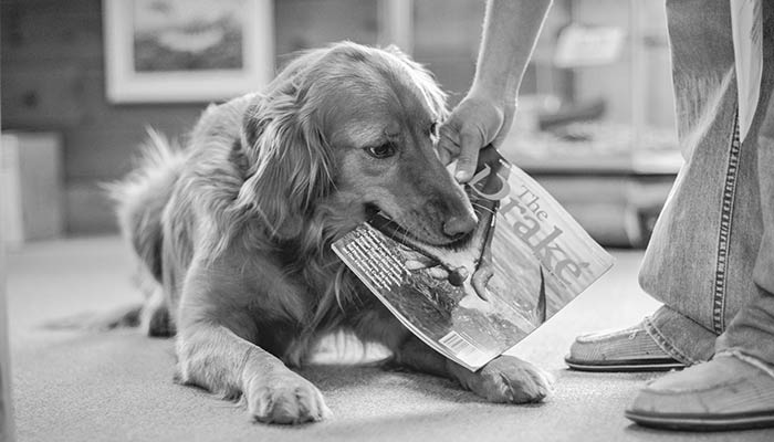 Eddy the Shop Dog