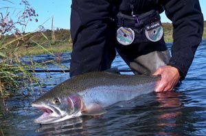 Sean Visintainer with a 27 inch bo-bo he swung on the lower flats of the Naknek. Photo by Justin Crump.