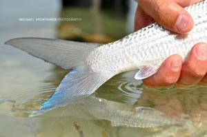 This Bonefish tail when held in the right light had a beautiful iridescent blue pearl color to it.