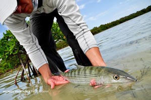 Sean Visintainer admiring a large Bonefish prior to release.