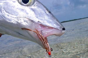 Sean tied an all rubber Bonefish fly that just crushed Bonefish during the trip. He only tied one so Mike was left hanging.