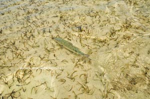 A Bonefish swimming away after being caught on a southern Bahamas flat.