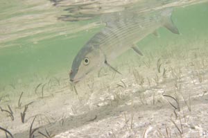 A Bonefish coming in for release with Sean's Bonefish Rubber pattern stuck in it's mouth.