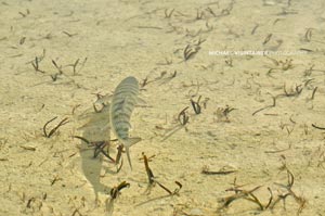 A Bahama Bonefish swimming away after a good fight looks as if it is suspended in air the water is so clear.