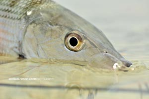 An upclose shot of a bonefish's eye.
