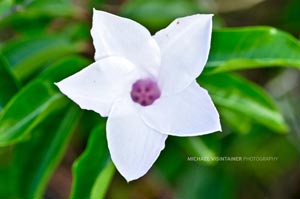 One of many flowers that cover the landscape in the Bahamas.