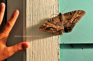 A huge moth almost the size of your hand outside our hotel room balcony.