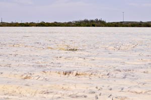 A bonefish barely breaks the surface as it looks for it's next meal.