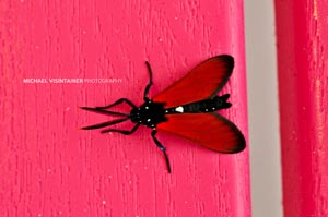 A very colorful moth lays quietly on a pink chair outside of Mike's hotel room.