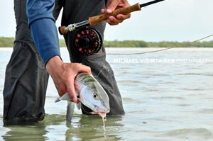 Sean releasing a torpedo shaped Bonefish in the Bahamas.