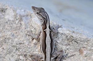 A lizard clinging onto a chunk of cement. Thousand of lizards covered the roads as you drove from flat to flat.