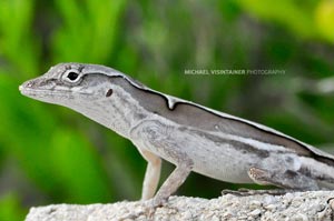 A Bahama lizard poses for the paparazzi.