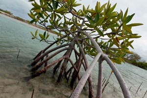 A small mangrove bush in the middle of bonefish flat makes a great spot for fish to wrap your line around and break free.