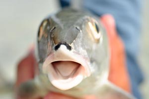 A Bahama Bonefish ready to give you some love.