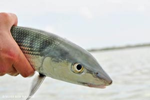 This Bonefish gives us the evil eye while he pester him for a couple quick shots.