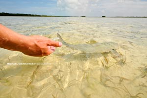 A large Bahama Bonefish is released so he can cruise the flats once again.
