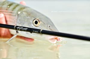 A Bonefish poses for us behind a Scott S4 8wt rod.