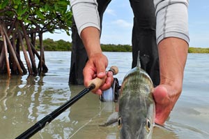 This girthy Bonefish is ready for release as we measure him against the Winston MX rod.