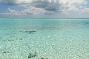 A large 10 foot plus long shark cruising near the beach in the Bahamas. Needless to say we did not snorkel here much.