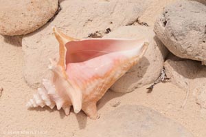 A perfect conch shell on the beach.