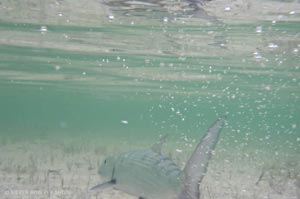An underwater shot of a Bonefish swimming away rapidly after a great fight.