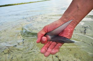 A bonefish tail slipping out of Sean's hand.