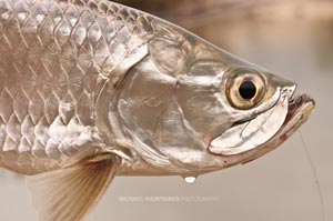 A head shot of a baby Tarpon caught in a canal.