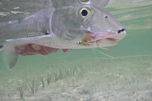 Another bonefish fell prey to a fleeing crab pattern with sili legs.
