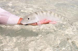 Guide Tayo palms Sean's Bonefish that blends in perfectly right before it is released.