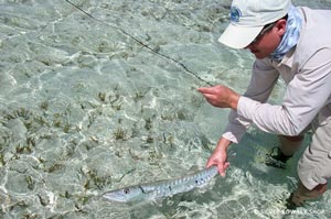 Sean releasing a nice cuda caught in Belize.