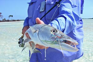 Mike Peters showing off the nasty barracuda teeth and fly he used on one of our hosted trips to San Pedro, Belize.