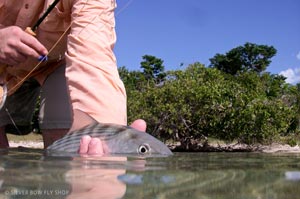 A San Pedro Bonefish posses for his profile prior to release by Mike.