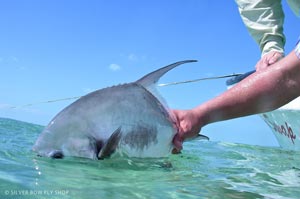 A profile of Sean Visintainer's permit before it is released back into the Caribbean near San Pedro.