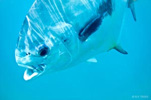 Profile shot of Doug Brady's permit he caught in the first ever Belize Tres Pescado Tournament. 