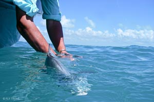 Doug releasing his second permit in the Tres Pescado Tournament in San Pedro.