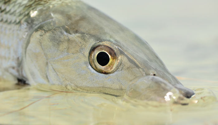 Long Island Bonefish.