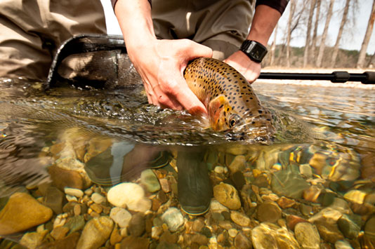 Releasing a St Joe Westslope Cutthroat Trout.