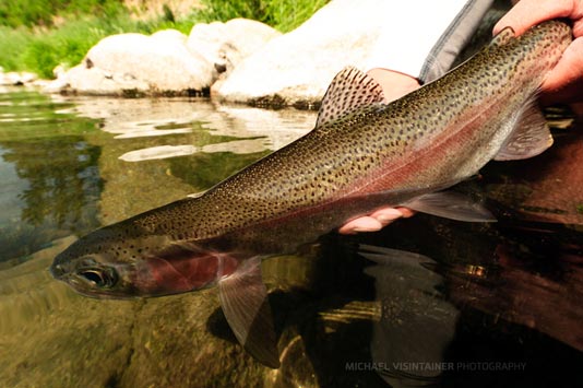 Releasing a Redband Trout back into the Spokane River.