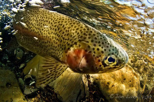 Underwater Spokane River Redband Trout photo by Jon Lent.