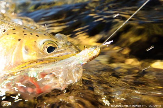 Cutthroat Trout with a Hickman's Skiddish Molt fly in its mouth.