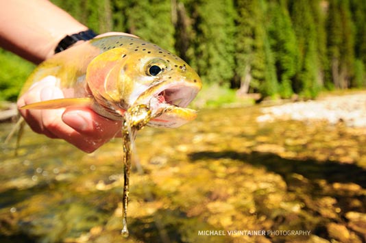 Caught a nice Cutthroat on Hickman's Skiddish Smolt Fly.