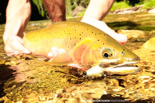 St Joe Westslope Cutthroat Trout.