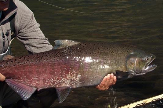 Sean Visintainer with a 20lb Chinook on the Klickitat River while filming for Trout Tv.