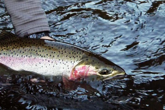 Sean releasing a nice Steelhead on the Klickitat River.