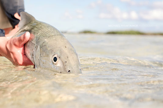 Closeup of a Mayaguana Bonefish.