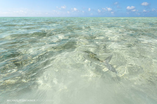 Releasing a bonefish.