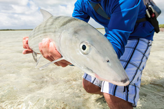 Mayaguana Bonefish.