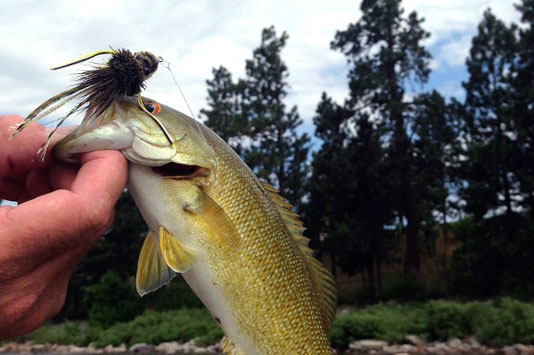 Small Mouth Bass from the Spokane River.