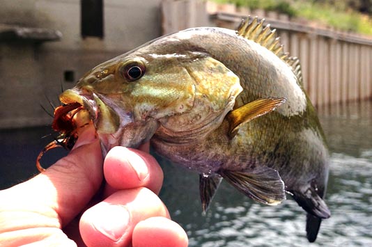 Spokane Valley Small Mouth Bass.