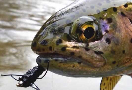 Pat's Rubber Leg are probably the best patterns year round on the Spokane. They represent stonefly nymphs that inhabit the river. Photo by Wayne Jordan.